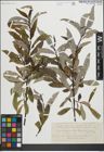 Foto von Salix heterandra Dode